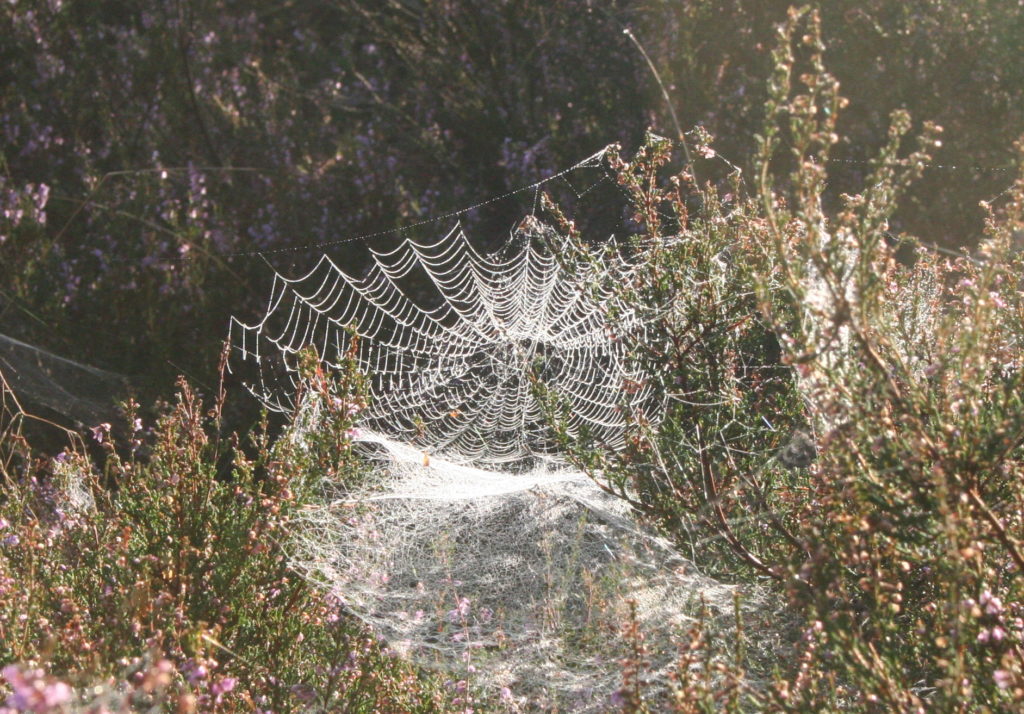 Spinnen websoorten