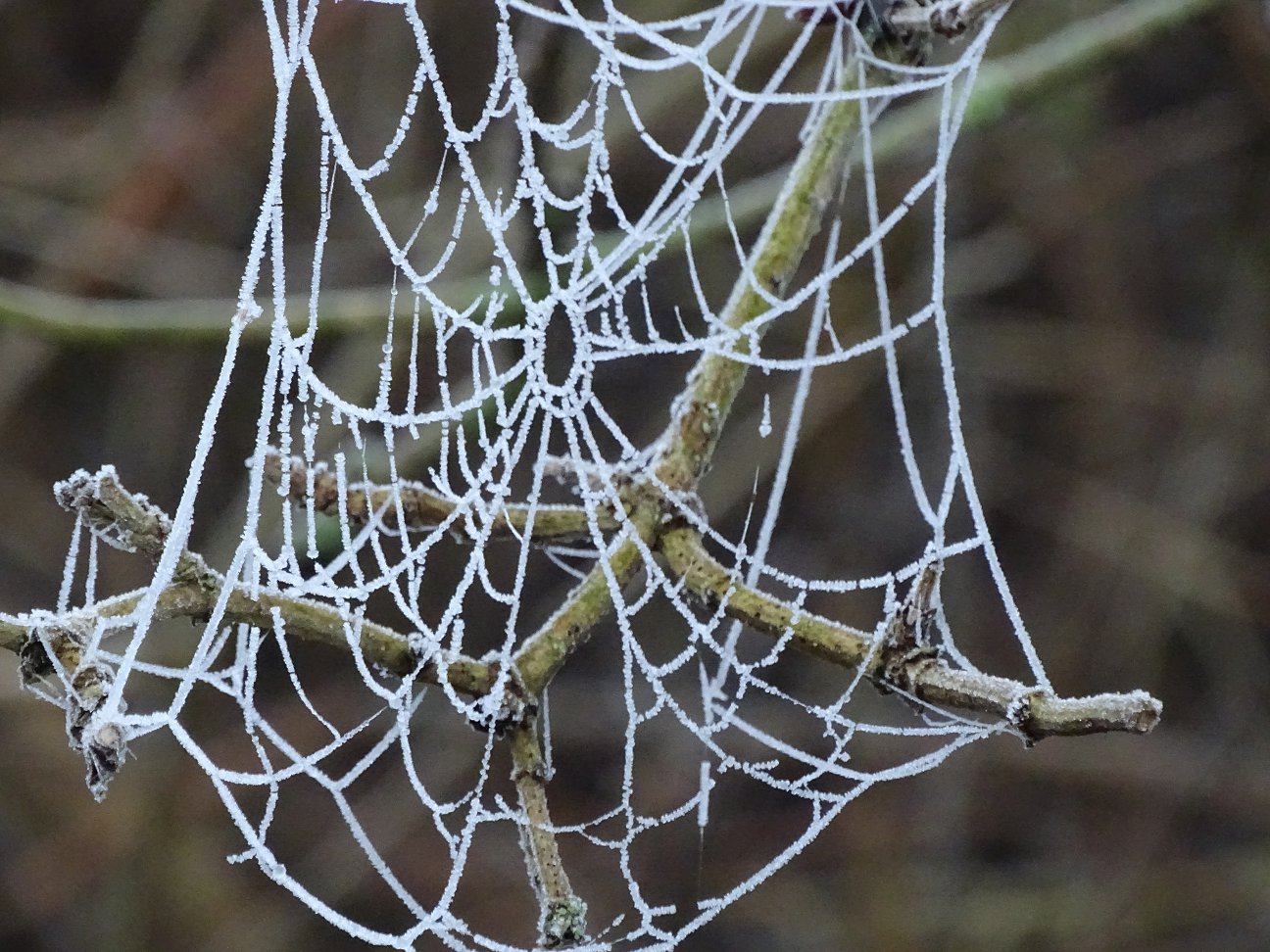 Spinnenweb met rijp