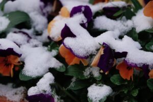 Aprilletje zoet met sneeuw - viooltjes onder sneeuw