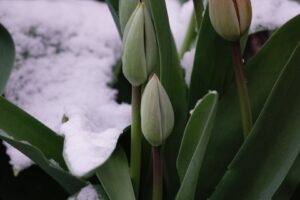 Aprilletje zoet met sneeuw - tulp in knop