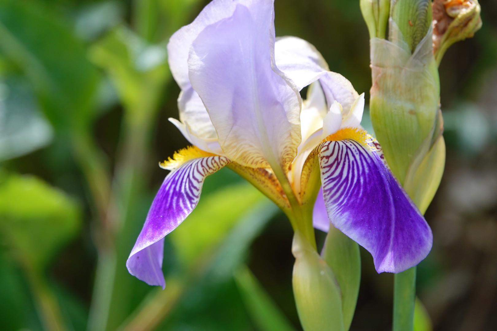 Iris in bloei